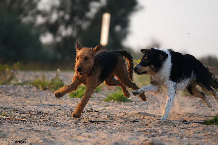 Эрдельтерьер (Airedale Terrier)