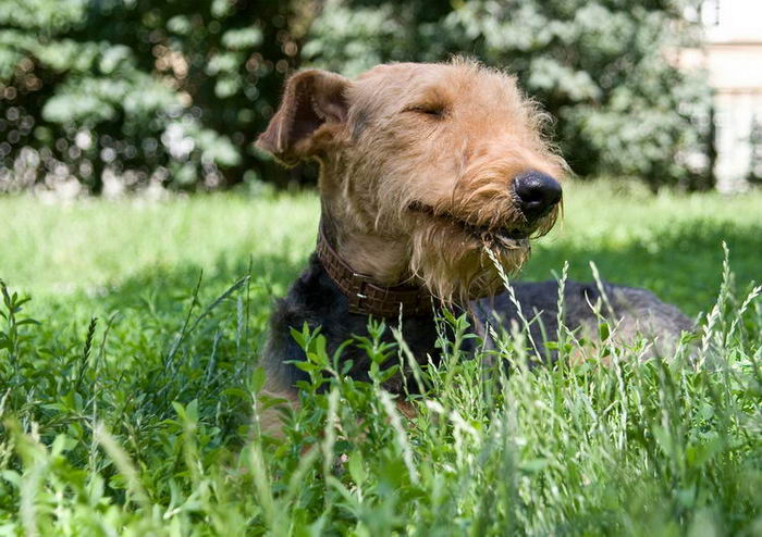 Эрдельтерьер (Airedale Terrier)