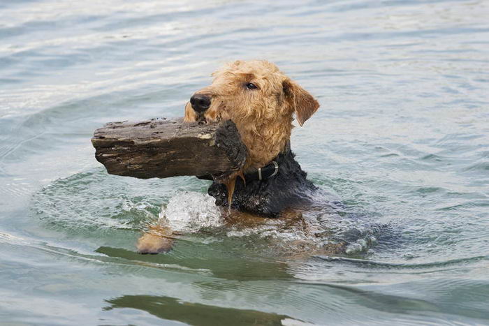 Эрдельтерьер (Airedale Terrier)