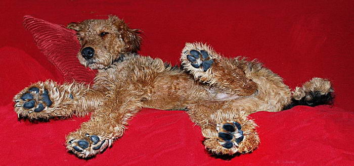 Эрдельтерьер (Airedale Terrier)