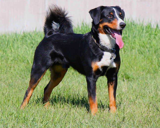 Аппенцеллер зенненхунд (Appenzeller Sennenhund)