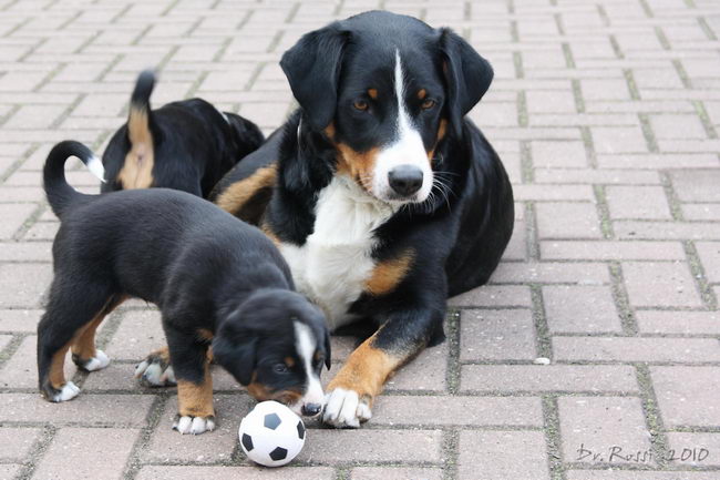 Аппенцеллер зенненхунд (Appenzeller Sennenhund)