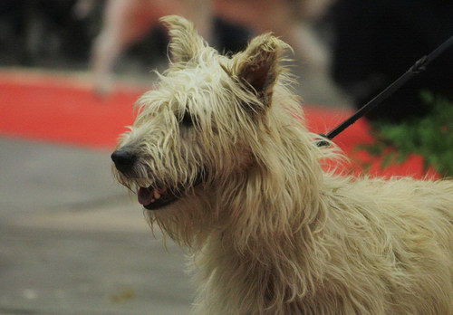 Арденнский бувье (Bouvier des Ardennes) - рассказ о редкой и исчезающей породе собак