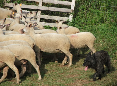 Арденнский бувье (Bouvier des Ardennes) - рассказ о редкой и исчезающей породе собак - на загоне мелкого рогатого скота