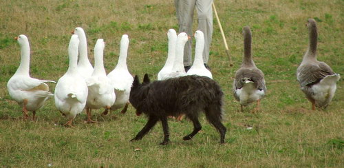 Арденнский бувье (Bouvier des Ardennes) - рассказ о редкой и исчезающей породе собак - на выпасе птицы