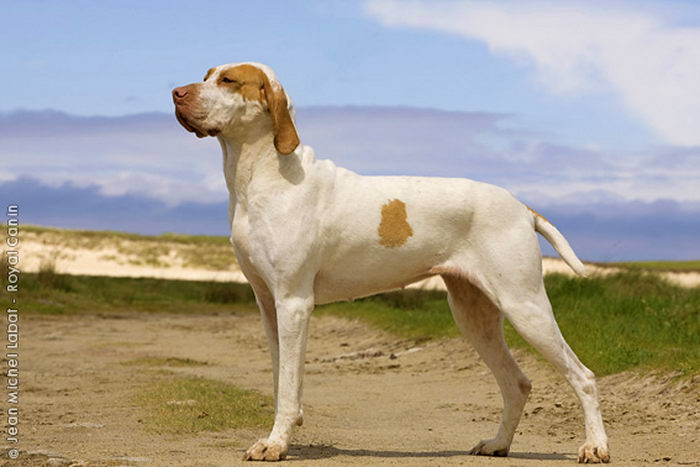 Арьежский бракк (Ariege Pointing Dog (Braque de l’Ariège))