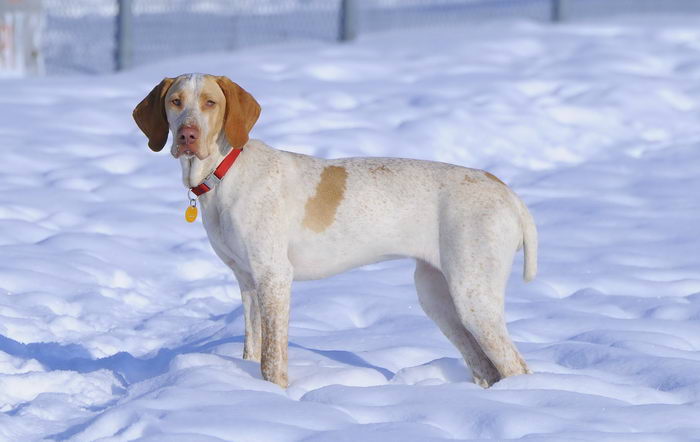 Арьежский бракк (Ariege Pointing Dog (Braque de l’Ariège))