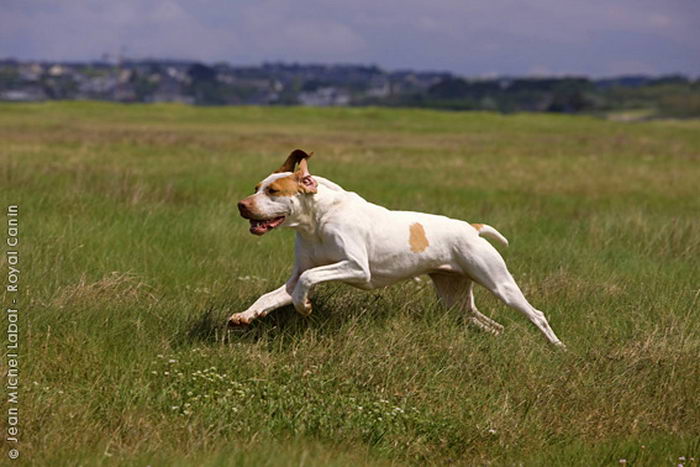 Арьежский бракк (Ariege Pointing Dog (Braque de l’Ariège))