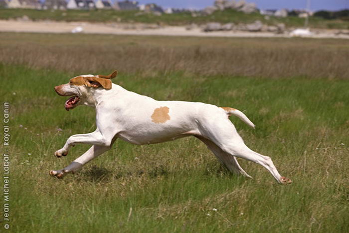 Арьежский бракк (Ariege Pointing Dog (Braque de l’Ariège))