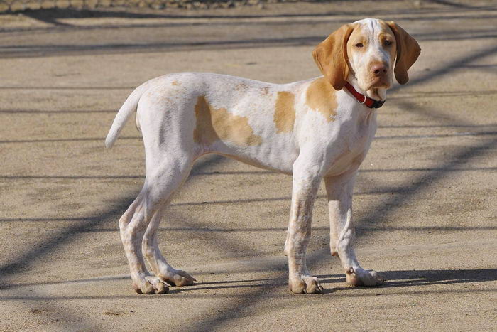 Арьежский бракк (Ariege Pointing Dog (Braque de l’Ariège))