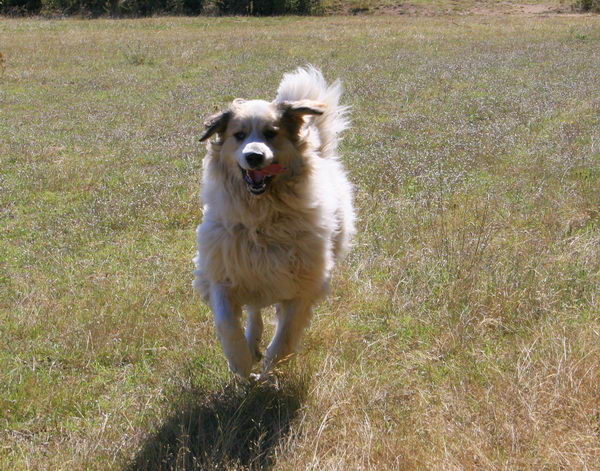 Аиди или атласская овчарка (Atlas Mountain Dog, Aidi)