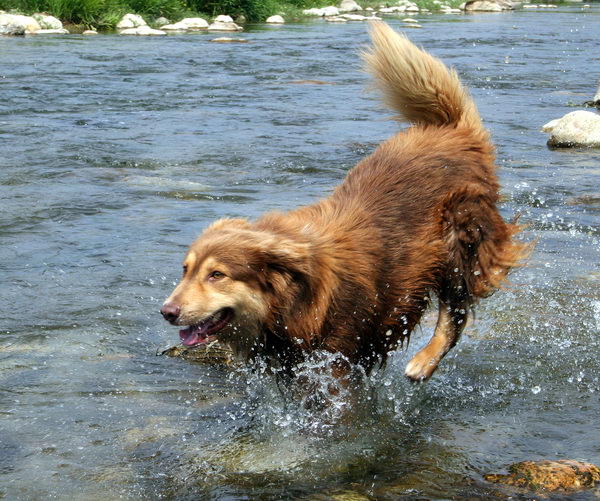 Аиди или атласская овчарка (Atlas Mountain Dog, Aidi)