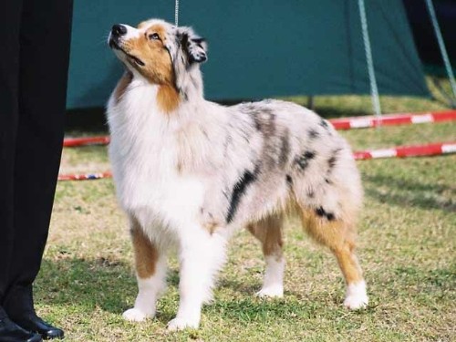 Австралийская овчарка (Australian Shepherd)