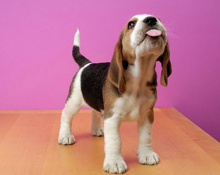 Бигль (Beagle)