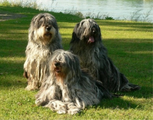 Бергамская овчарка (Bergamasco Sheepdog)