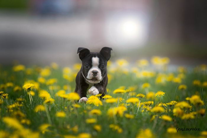 Бостон терьер (Boston Terrier)