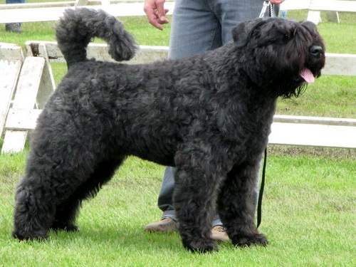 Порода собак Фландрский Бувье - Bouvier des FIandres - фламандская овчарка