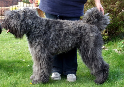 Порода собак Фландрский Бувье - Bouvier des FIandres - фламандская овчарка