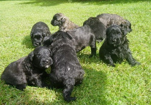 Порода собак Фландрский Бувье - Bouvier des FIandres - фламандская овчарка - щенки