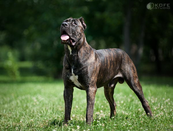 Кане корсо итальяно (Cane Corso)