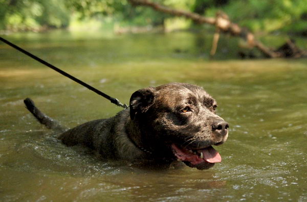 Кане корсо итальяно (Cane Corso)