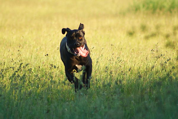 Кане корсо итальяно (Cane Corso)