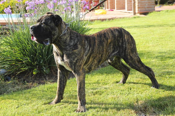 Кане корсо итальяно (Cane Corso)