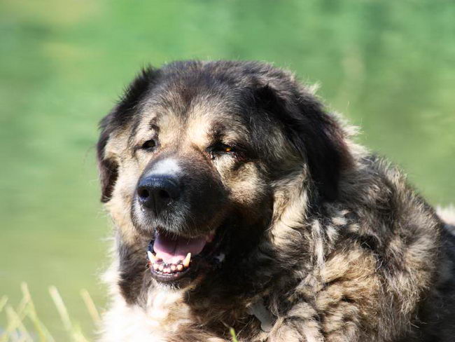 Кавказская овчарка (Caucasian Shepherd Dog)