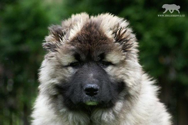 Кавказская овчарка (Caucasian Shepherd Dog)