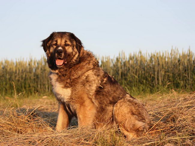 Кавказская овчарка (Caucasian Shepherd Dog)