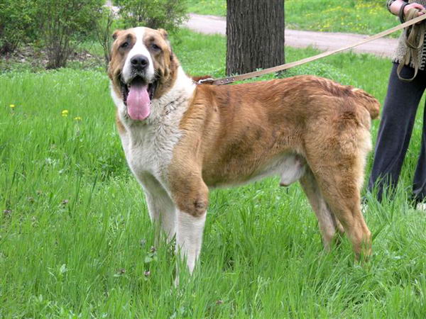 Среднеазиатская овчарка или Алабай (Central Asia Shepherd Dog, Alabai)