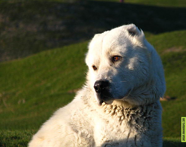 Среднеазиатская овчарка или Алабай (Central Asia Shepherd Dog, Alabai)