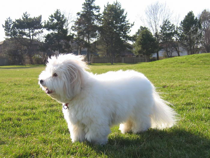 Которн де Тулеар или Тулеарская пуховка (Coton de Tulear)