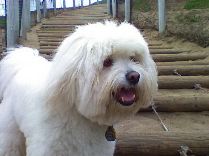 Которн де Тулеар или Тулеарская пуховка (Coton de Tulear)