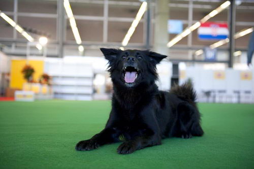 Хорватская овчарка (Croatian Sheepdog)