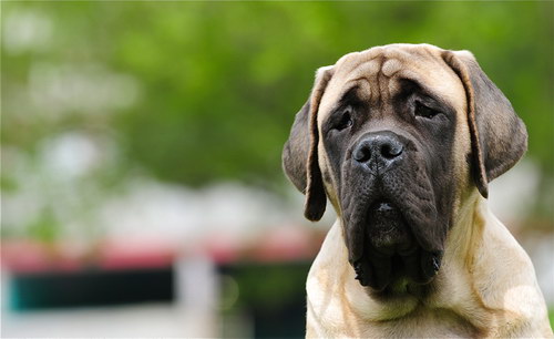 Английский мастиф (English Mastiff) - порода собак, описание, фото