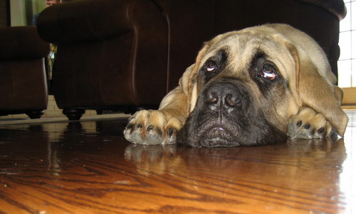 Английский мастиф (English Mastiff) - порода собак, описание, фото