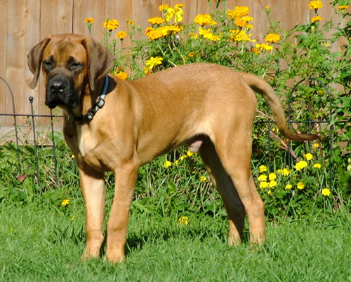 Английский мастиф (English Mastiff) - порода собак, описание, фото - щенок