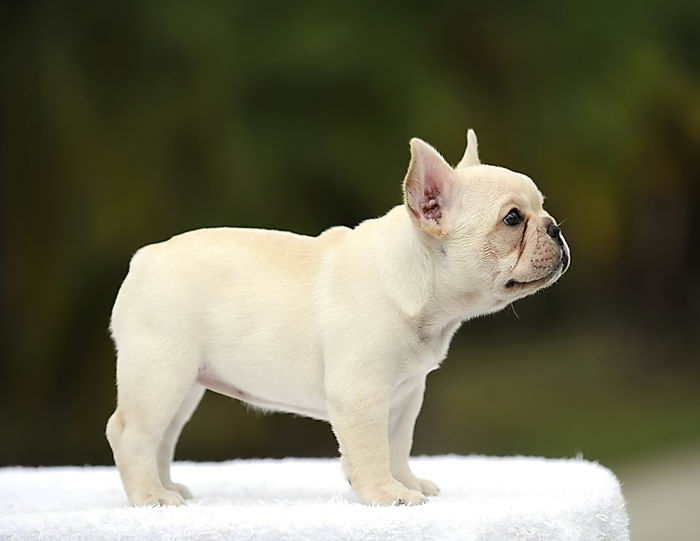 Французский бульдог (French Bulldog)