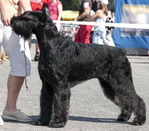 Порода собак Ризеншнауцер (Giant Schnauzer) - описание, характеристики