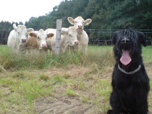 Порода собак Ризеншнауцер (Giant Schnauzer) - описание, характеристики