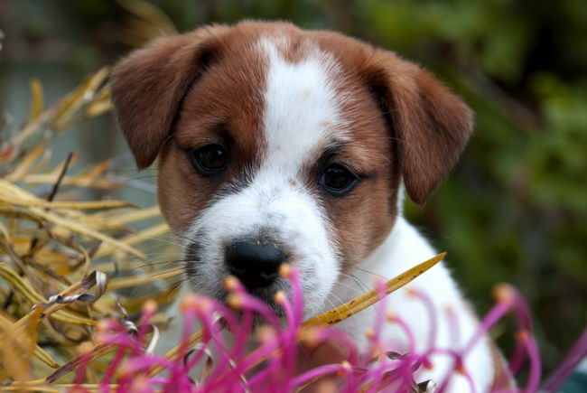Джек Рассел терьер (Jack Russell Terrier) - щенок