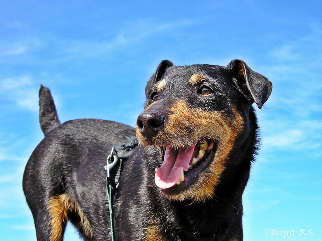 Немецкий ягдтерьер (German Jagdterrier, Jagdterrier)