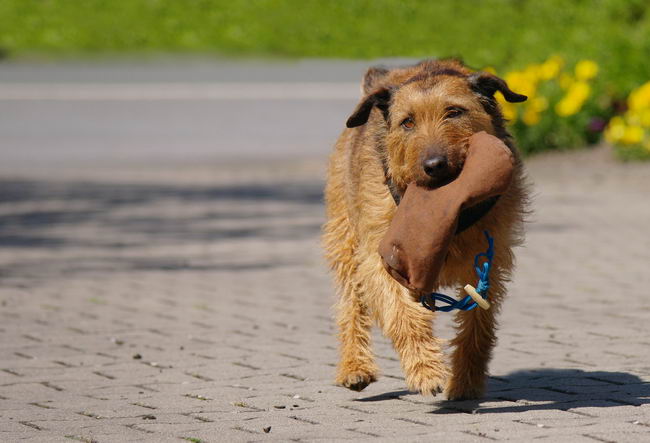 Немецкий ягдтерьер (German Jagdterrier, Jagdterrier)