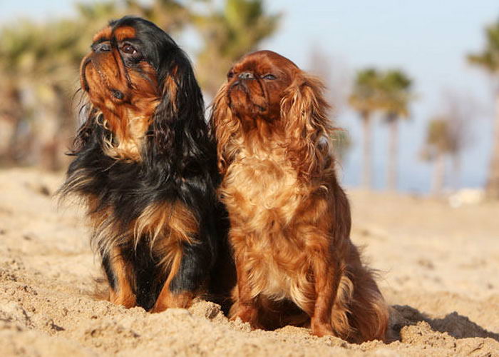 Кинг Чарльз Спаниель (King Charles Spaniel)