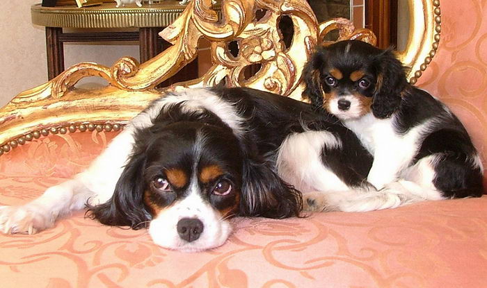 Кинг Чарльз Спаниель (King Charles Spaniel)