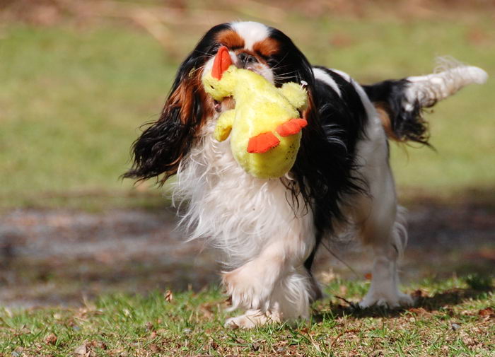 Кинг Чарльз Спаниель (King Charles Spaniel)