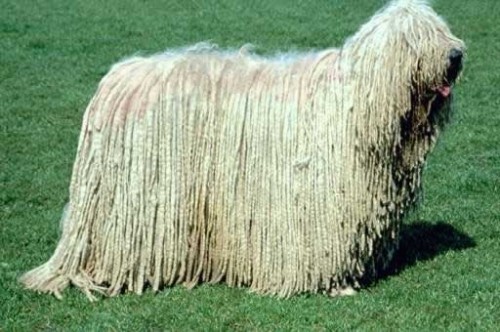 Комондор (Komondor) венгерская овчарка