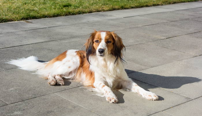 Коикерхондье (Kooiker hound)