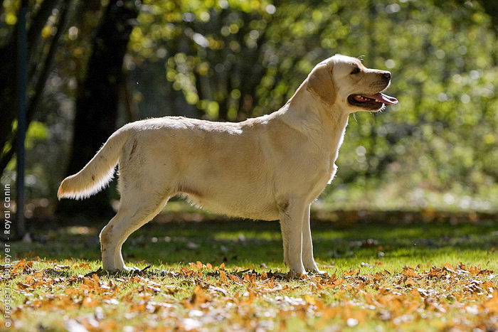 Лабрадор-ретривер (Labrador Retriever)